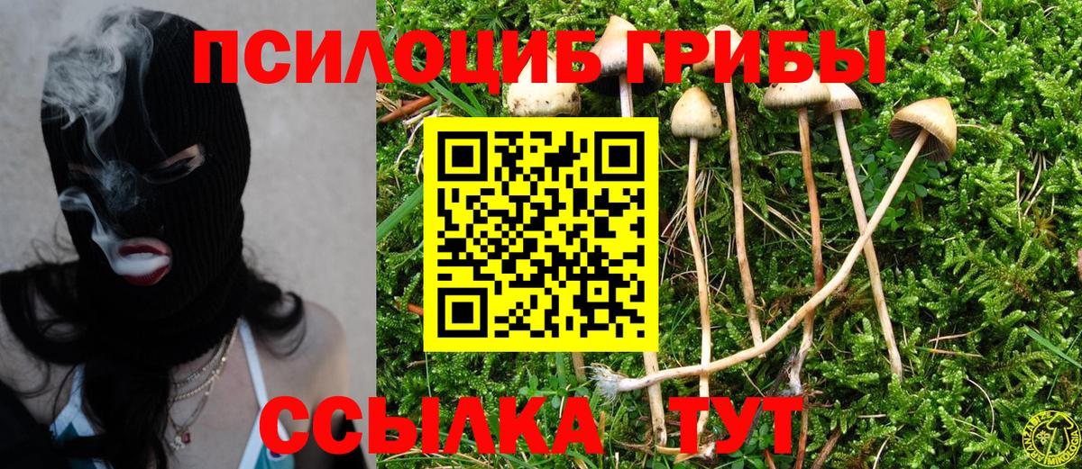 Псилоцибиновые грибы GOLDEN TEACHER  Галлюциногенные грибы Psilocybine cubensis  Малгобек  Вход с VPN 